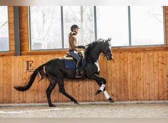 Duits sportpaard, Hengst, 5 Jaar, 165 cm, Zwartbruin