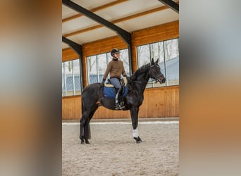 Duits sportpaard, Hengst, 5 Jaar, 165 cm, Zwartbruin