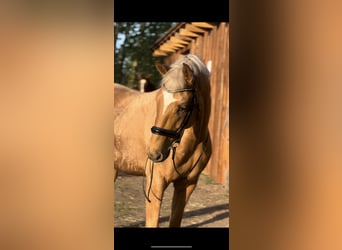 Duits sportpaard, Hengst, 5 Jaar, 170 cm, Palomino