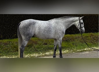 Duits sportpaard, Hengst, 6 Jaar, 169 cm, Schimmel