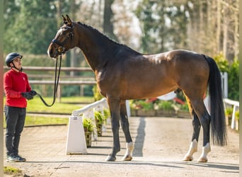 Duits sportpaard, Hengst, 6 Jaar, 175 cm, Bruin