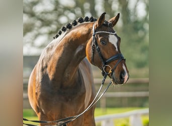 Duits sportpaard, Hengst, 6 Jaar, 175 cm, Bruin