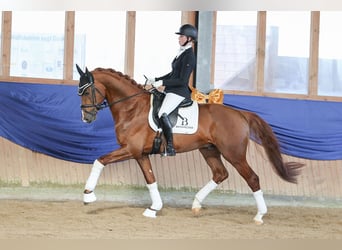 Duits sportpaard, Hengst, 7 Jaar, 171 cm, Donkere-vos