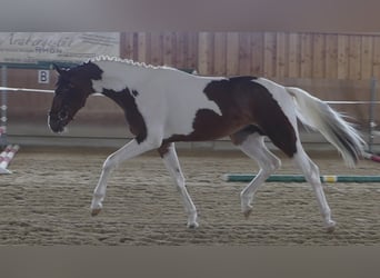 Duits sportpaard, Hengst, 8 Jaar, 165 cm, Gevlekt-paard