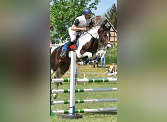 Duits sportpaard, Hengst, 8 Jaar, 165 cm, Gevlekt-paard