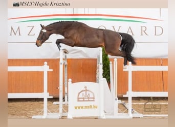 Duits sportpaard, Hengst, 8 Jaar, 170 cm, Roodbruin