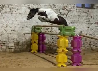 Duits sportpaard, Hengst, 9 Jaar, 165 cm, Gevlekt-paard
