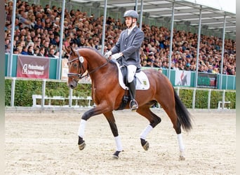 Duits sportpaard, Hengst, 4 Jaar, 175 cm, Brauner