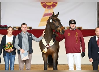 Duits sportpaard, Hengst, 4 Jaar, 173 cm, Brauner