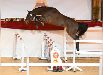 Duits sportpaard, Hengst, 4 Jaar, 173 cm, Brauner
