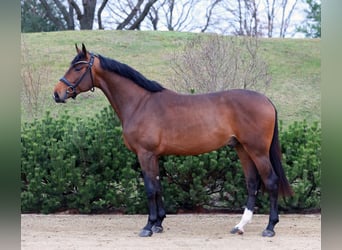 Duits sportpaard, Hengst, 3 Jaar, 169 cm, Brauner