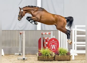 Duits sportpaard, Hengst, 3 Jaar, 167 cm, Bruin