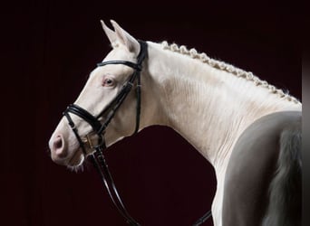 Duits sportpaard, Hengst, 11 Jaar, 171 cm, Cremello