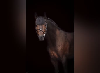 Duits sportpaard, Hengst, 6 Jaar, 168 cm, Donkerbruin