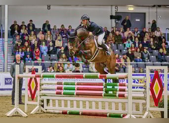 Duits sportpaard, Hengst, 6 Jaar, 168 cm, Donkerbruin