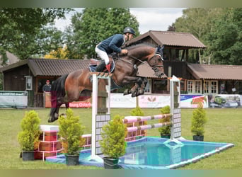 Duits sportpaard, Hengst, 6 Jaar, 168 cm, Donkerbruin