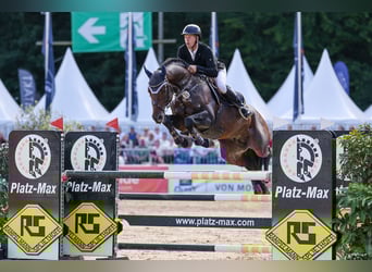 Duits sportpaard, Hengst, 6 Jaar, 168 cm, Donkerbruin