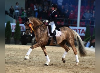 Duits sportpaard, Hengst, 15 Jaar, 170 cm, Palomino