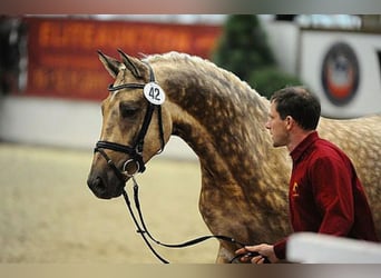 Duits sportpaard, Hengst, 15 Jaar, 170 cm, Palomino