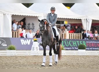 Duits sportpaard, Hengst, 5 Jaar, 171 cm, Schimmel