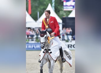 Duits sportpaard, Hengst, 18 Jaar, 168 cm, Schimmel