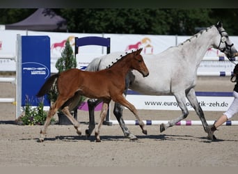 Duits sportpaard, Hengst, Veulen (04/2025), 125 cm, Bruin
