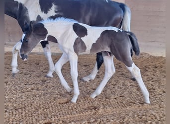 Duits sportpaard, Hengst, veulen (06/2024), 168 cm, Gevlekt-paard