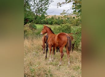 Duits sportpaard, Hengst, Veulen (04/2025), 170 cm, Bruin