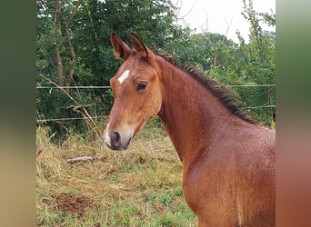 Duits sportpaard, Hengst, Veulen (04/2025), 170 cm, Bruin