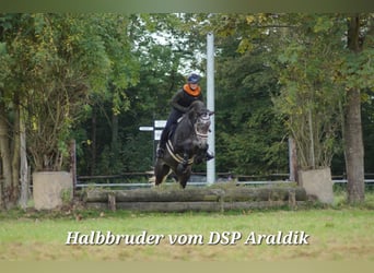 Duits sportpaard, Hengst, Veulen (03/2026), 170 cm, kan schimmel zijn