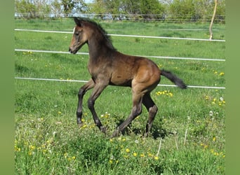 Duits sportpaard, Hengst, Veulen (03/2026), 170 cm, kan schimmel zijn