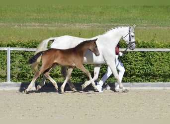 Duits sportpaard, Hengst, Veulen (03/2026), 170 cm, kan schimmel zijn