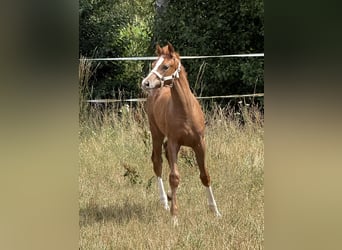 Duits sportpaard, Hengst, Veulen (04/2026), 170 cm, Vos