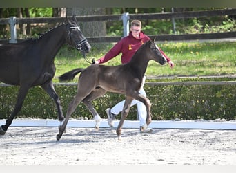 Duits sportpaard, Hengst, Veulen (03/2026), 170 cm, Zwart