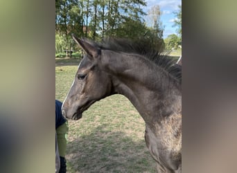 Duits sportpaard, Hengst, Veulen (06/2026), 170 cm, Zwart