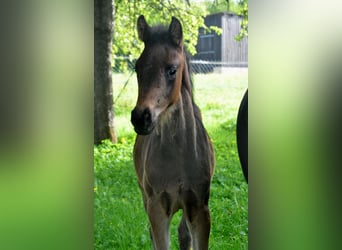Duits sportpaard, Hengst, veulen (02/2024), 170 cm, Zwartbruin