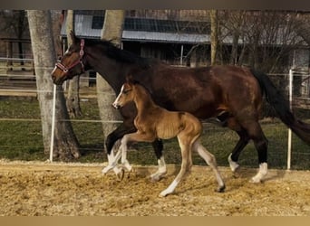 Duits sportpaard, Hengst, Veulen (02/2026), 172 cm, Donkerbruin