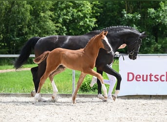 Duits sportpaard, Hengst, veulen (04/2024), 172 cm, Donkere-vos