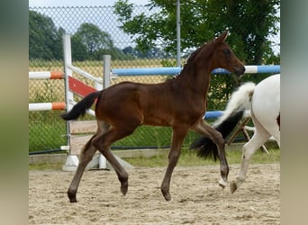 Duits sportpaard, Hengst, veulen (05/2024), 174 cm, Zwartbruin