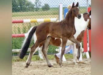 Duits sportpaard, Hengst, veulen (05/2024), 174 cm, Zwartbruin