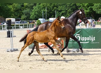 Duits sportpaard, Hengst, veulen (04/2023), Brauner