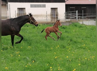 Duits sportpaard, Hengst, veulen (03/2024), Brauner