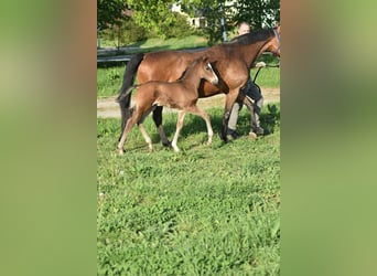 Duits sportpaard, Hengst, veulen (04/2024), Brauner