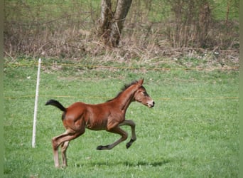 Duits sportpaard, Hengst, veulen (03/2024), Brauner