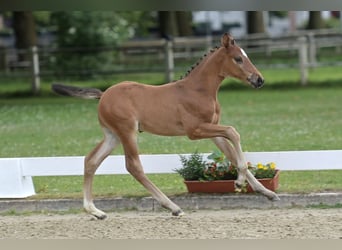 Duits sportpaard, Hengst, Veulen (05/2026), Bruin