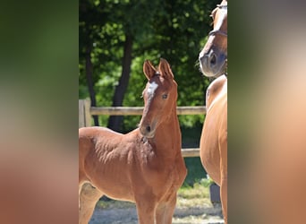 Duits sportpaard, Hengst, Veulen (01/2026), Bruin
