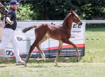 Duits sportpaard, Hengst, Veulen (05/2025), Bruin