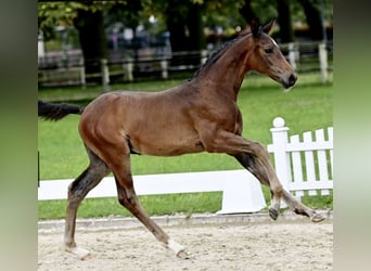 Duits sportpaard, Hengst, veulen (05/2023), Donkerbruin