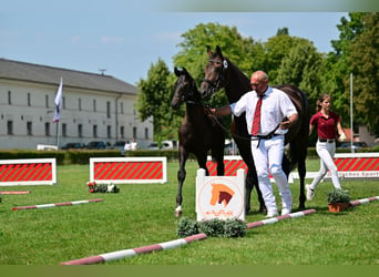 Duits sportpaard, Hengst, veulen (04/2024), Donkerbruin