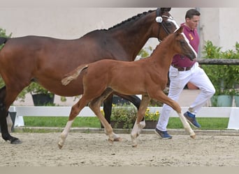 Duits sportpaard, Hengst, veulen (05/2023), Donkere-vos